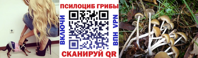 Псилоцибиновые грибы ЛСД Козьмодемьянск